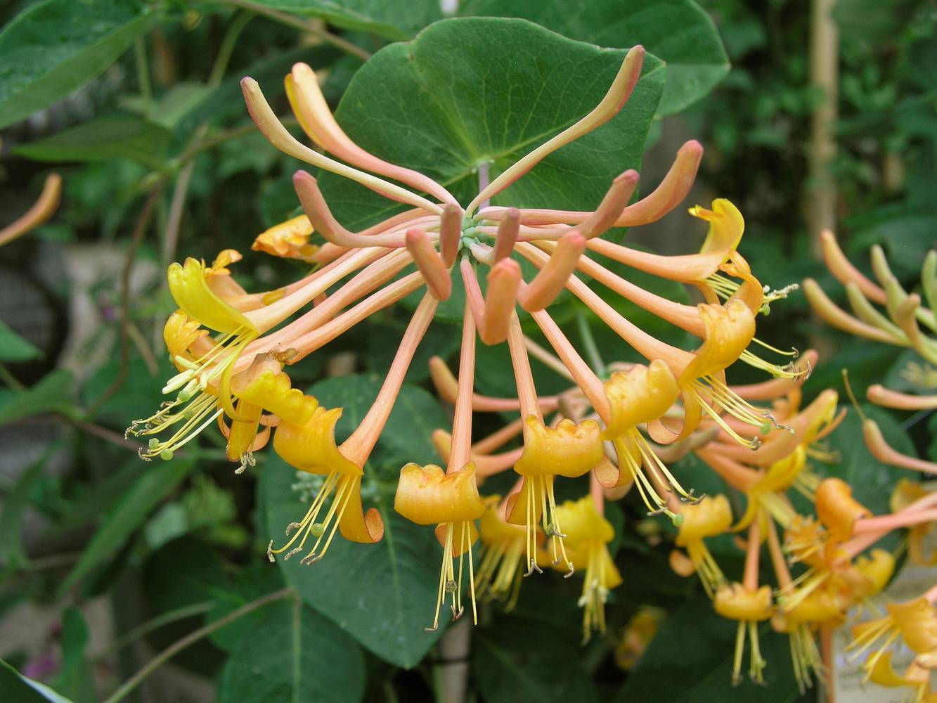 Lonicera 'Mandarin' - Chevrefeuille