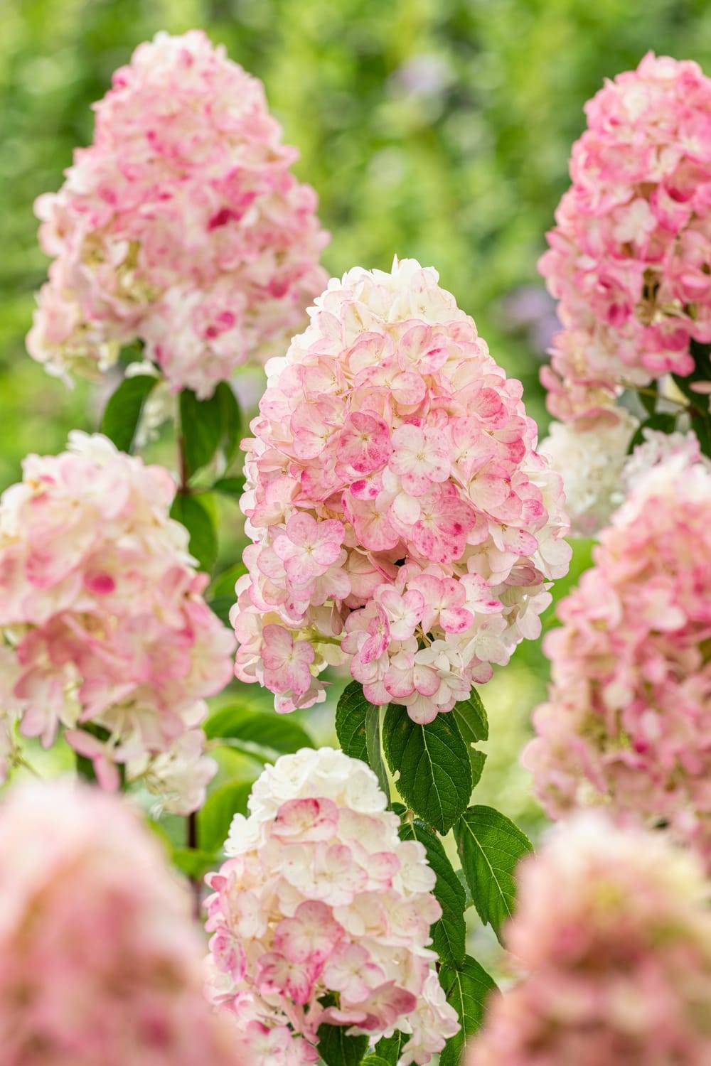 HYDRANGEA paniculata 'Pink Lady' C5L-RC