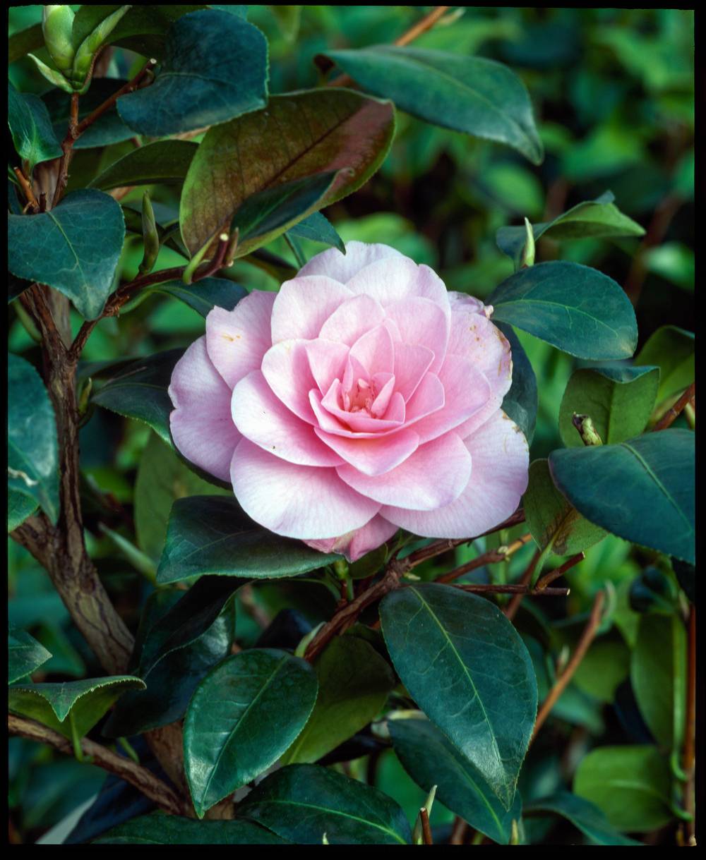 Camellia williamsii 'Water Lily' - Camélia du Japon