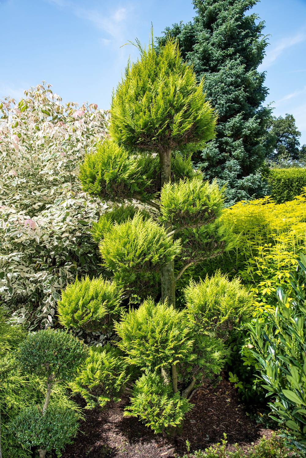 Chamaecyparis lawsoniana 'Ivonne' - Cyprès de Lawson