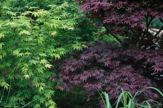 Acer palmatum 'Reticulatum Red' - Érable du Japon