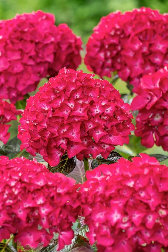 Hydrangea macrophylla Black Diamond Red Angel - Hortensia