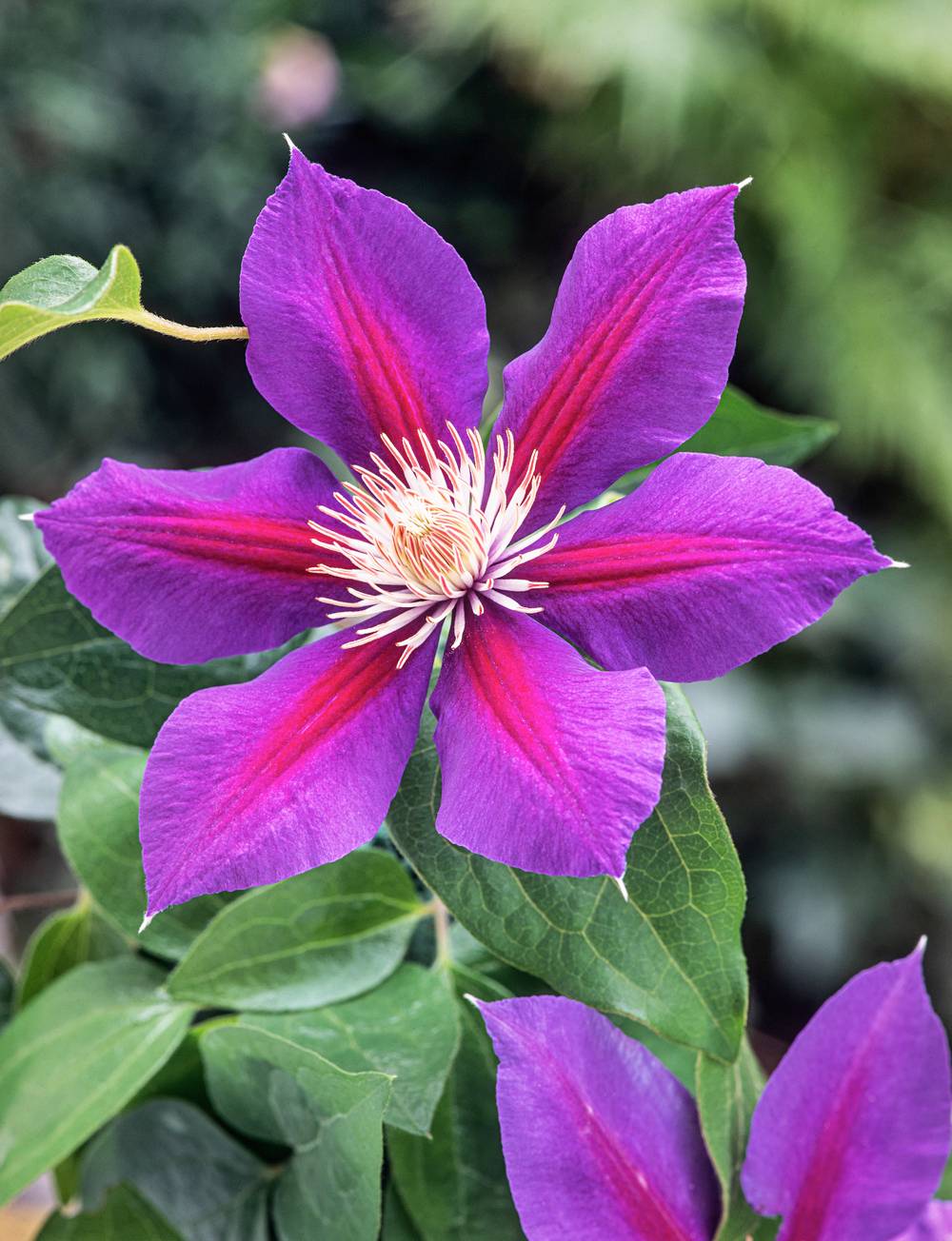 Clématite 'Anna Louise' - Clematis