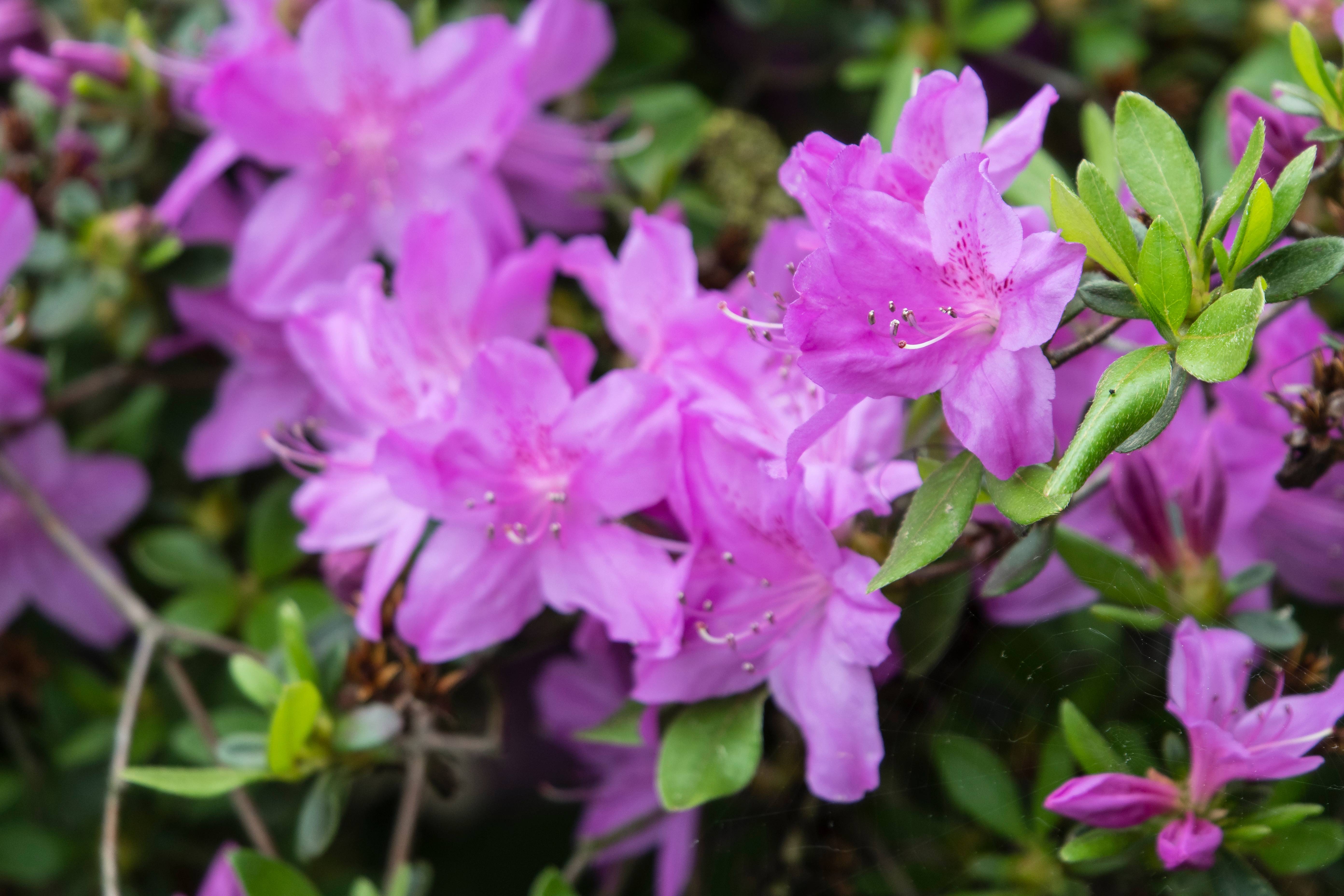 Rhododendron augustinii