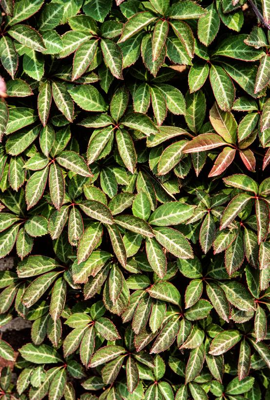 Parthenocissus henryana