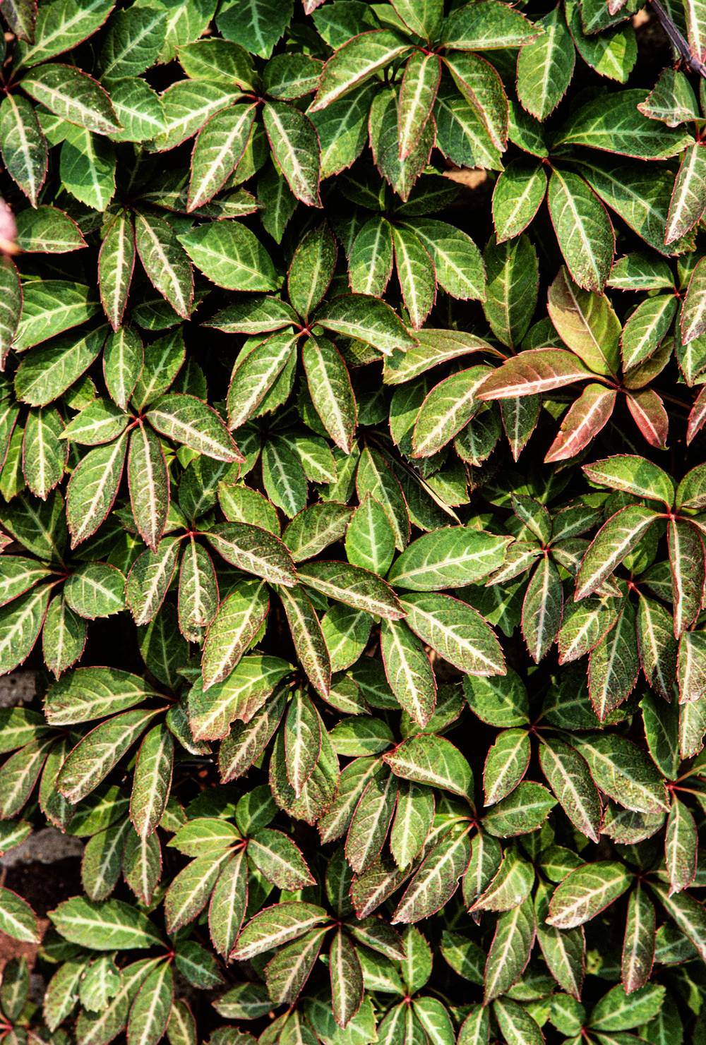 Parthenocissus henryana