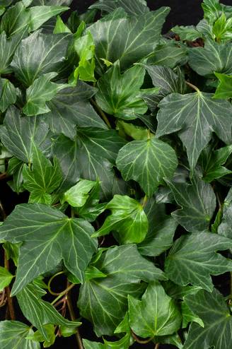 Hedera helix 'Green Ripple' - Lierre