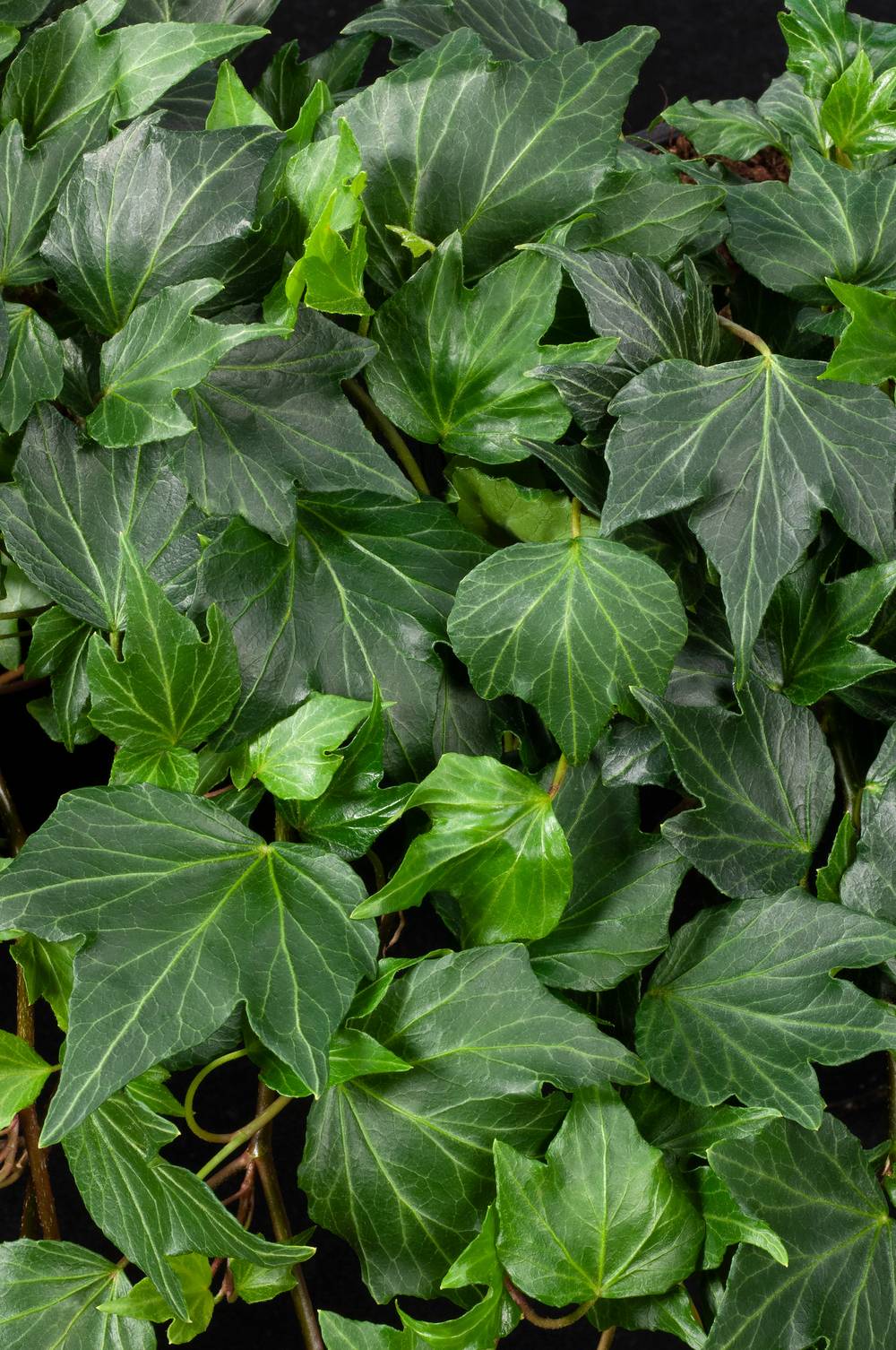 Hedera helix 'Green Ripple' - Lierre