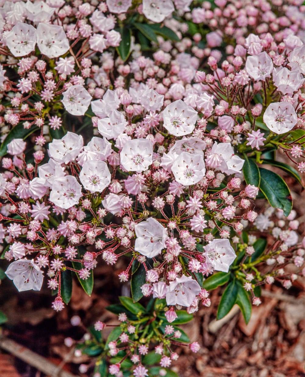 Kalmia latifolia 'Elf' - Laurier des montagnes