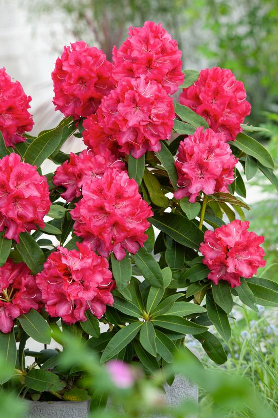 Azalea japonica 'Waard's Ruby' - Azalée du Japon