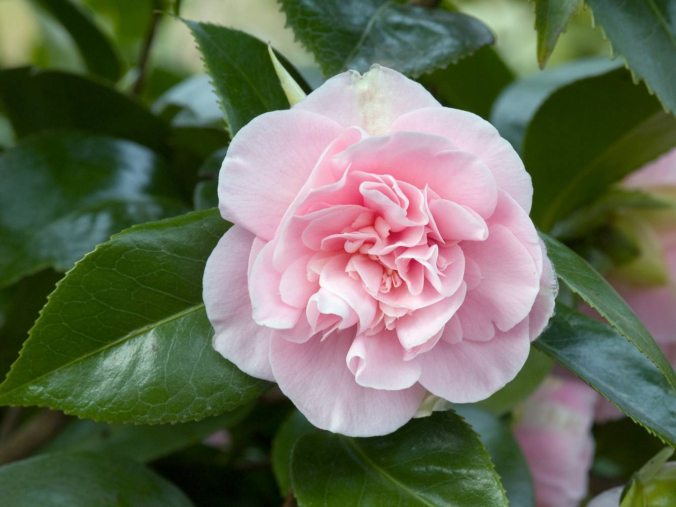 Camellia japonica 'Jupiter' - Camélia du Japon