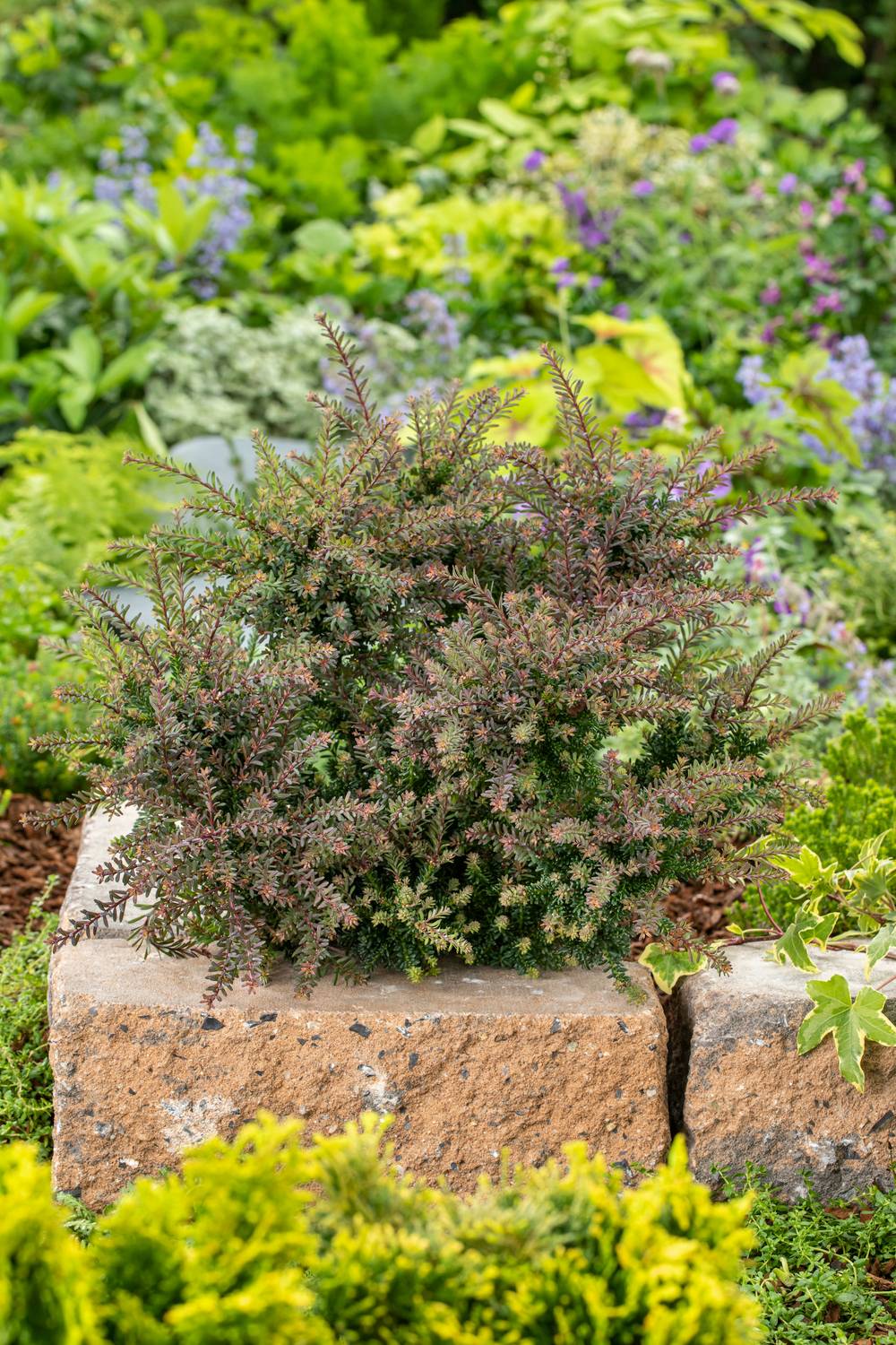 PODOCARPUS lawrencei 'Red Tip' 30/40 C2L