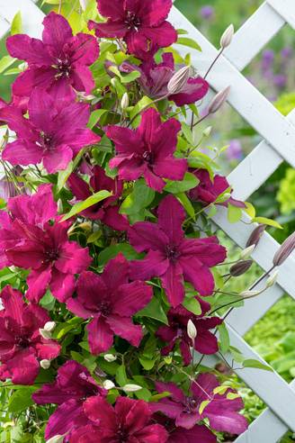 Clématite 'Ruutel' - Clematis