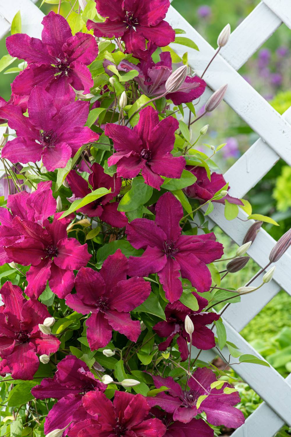 Clématite 'Ruutel' - Clematis
