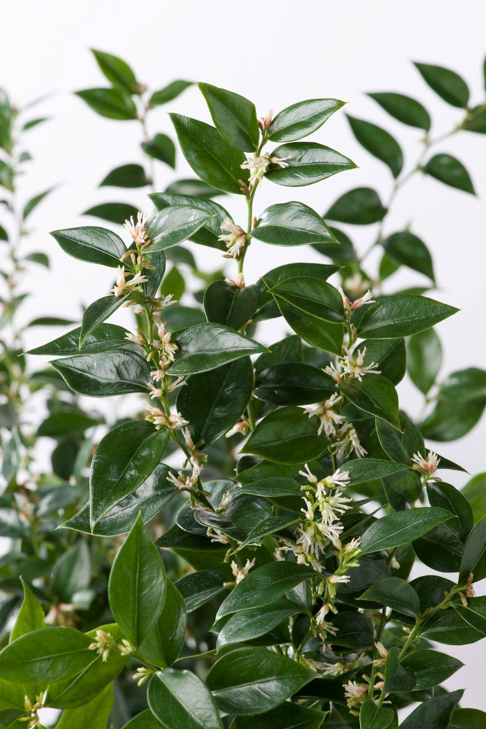 SARCOCOCCA ruscifolia - Pot de 4 litres - Gamm vert