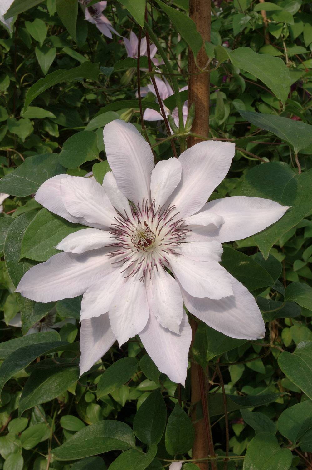 Clématite 'Snow Queen' - Clematis