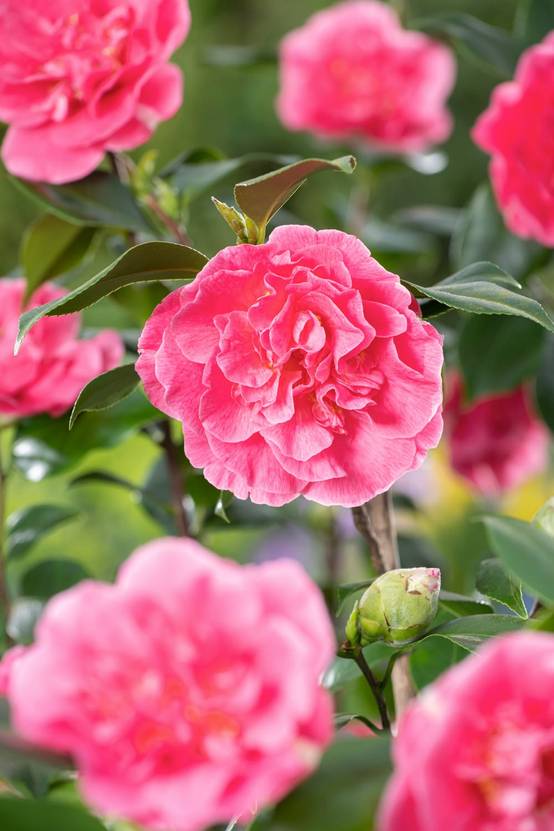 Camellia japonica 'Marie Bracey' - Camélia du Japon