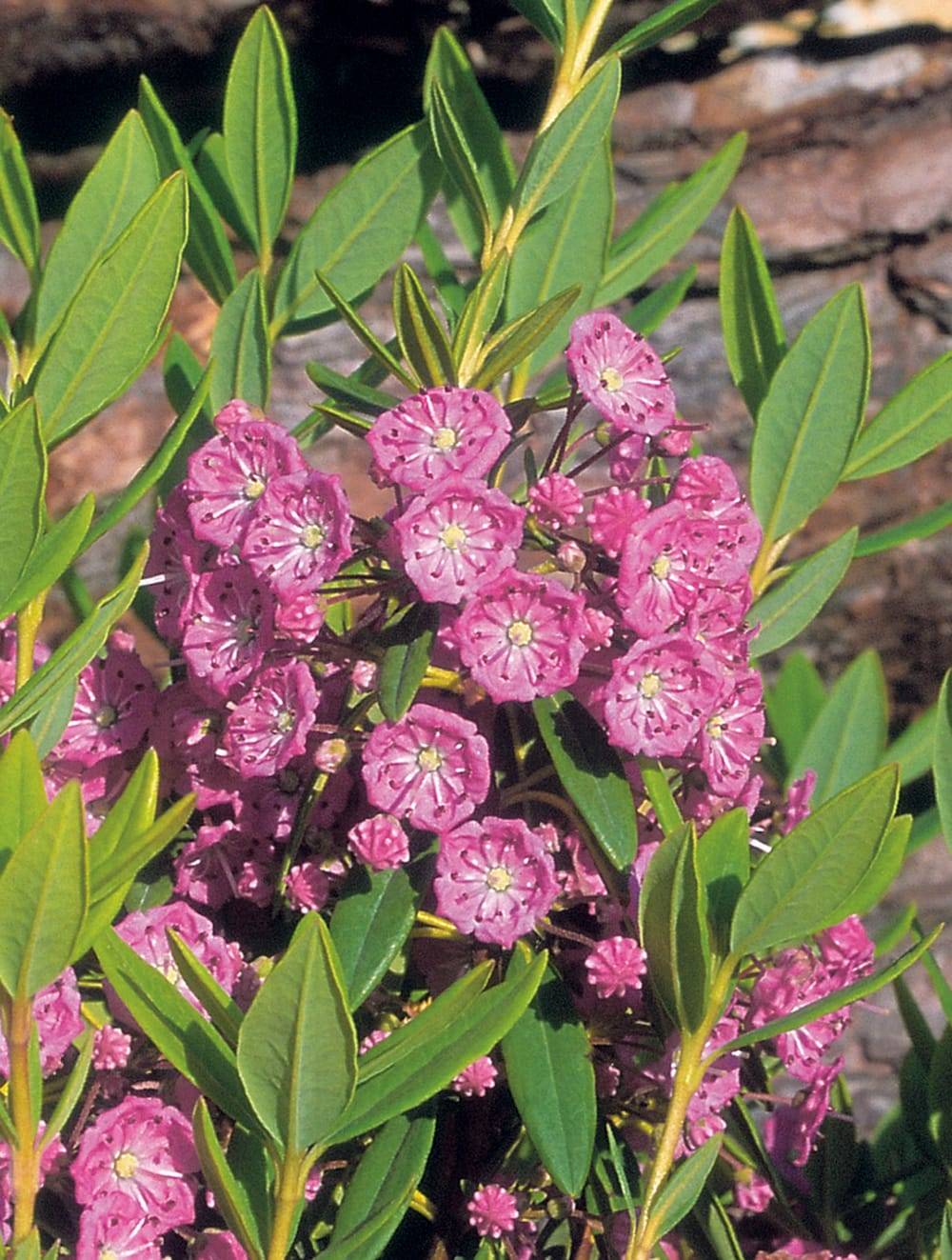 Kalmia angustifolia - Laurier des moutons