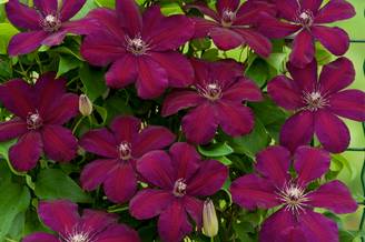 Clématite 'Westerplatte' - Clematis
