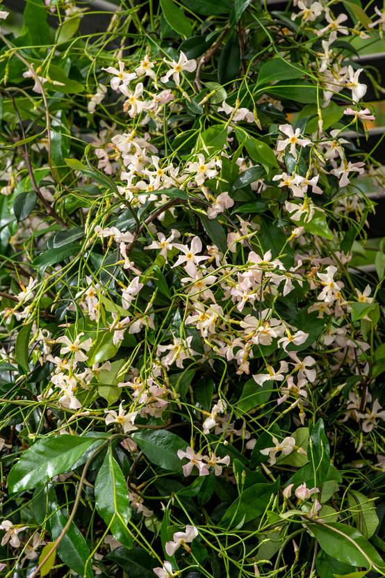 Trachelospermum jasminoides 'Rose d'Inde' - Jasmin étoilé