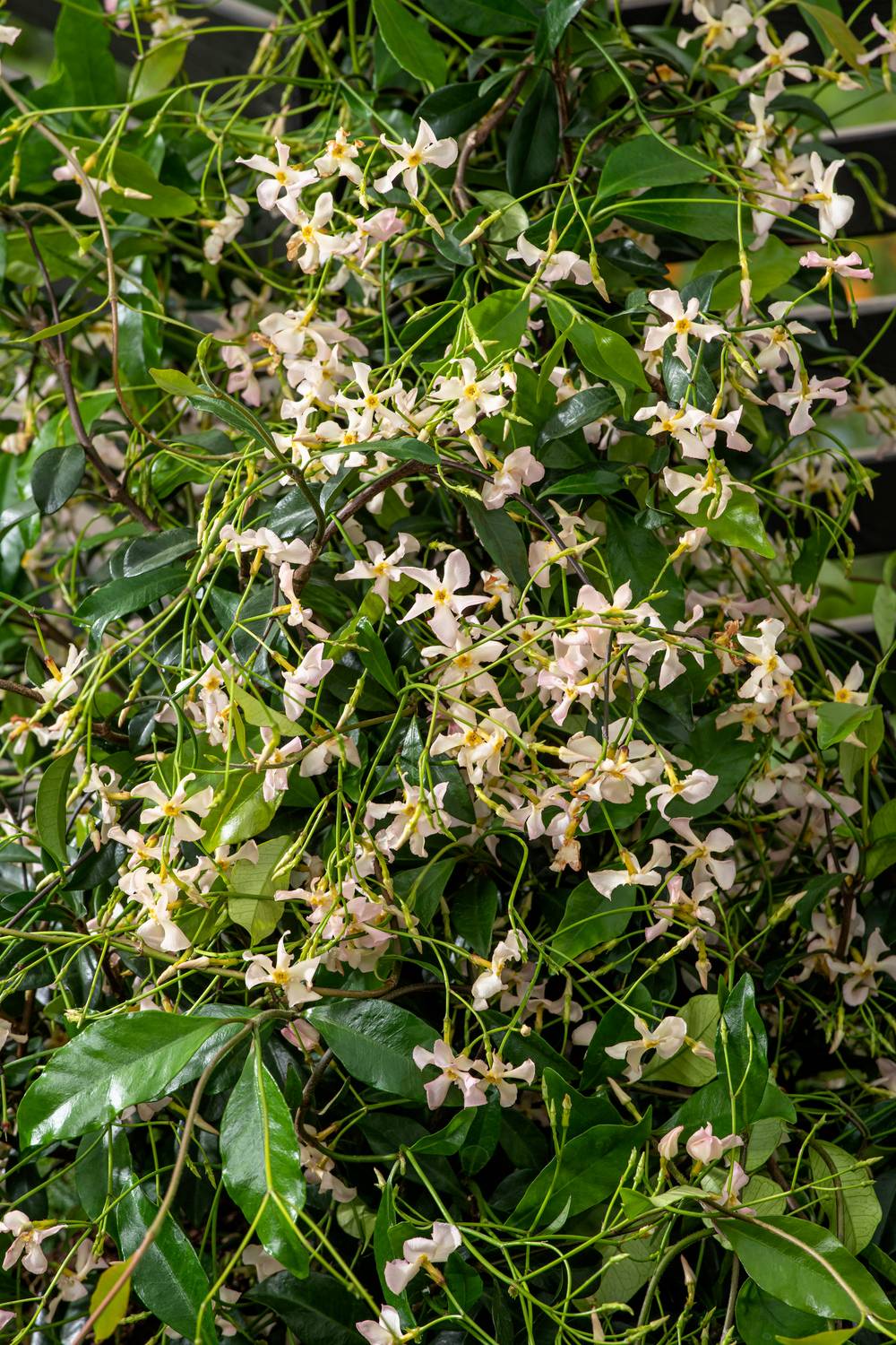 Trachelospermum jasminoides 'Rose d'Inde' - Jasmin étoilé