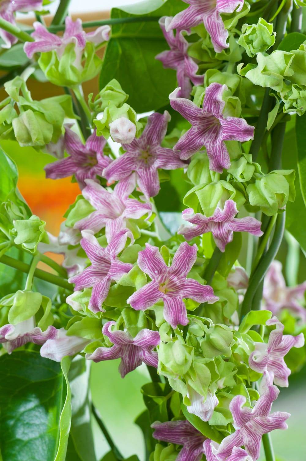 Arauja sericifera 'Rosea' - Kapok