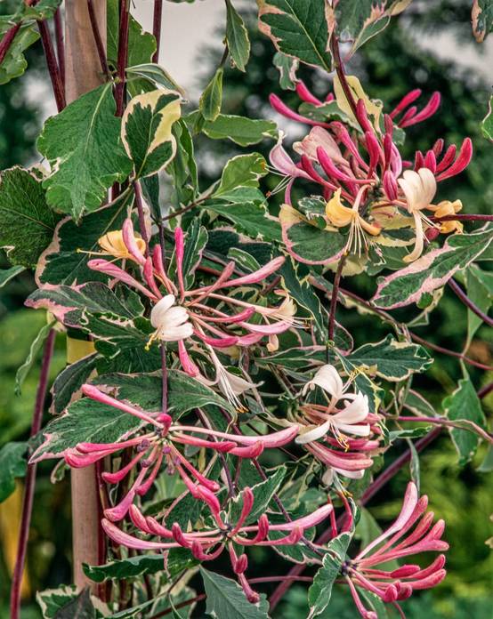 Lonicera periclymenum 'Harlequin' - Chevrefeuille
