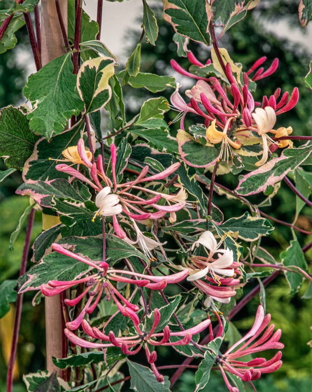 Lonicera periclymenum 'Harlequin' - Chevrefeuille