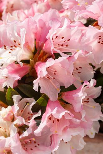 Rhododendron nain de rocaille 'Wee Bee'