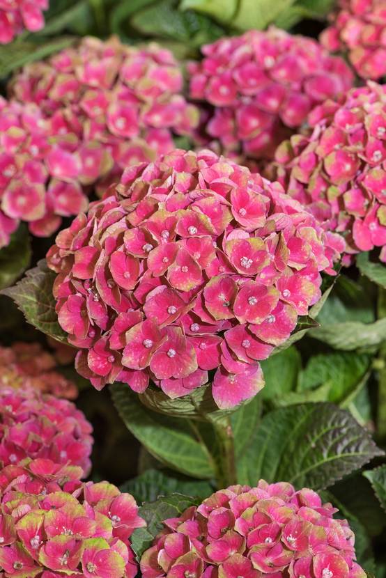 Hydrangea macrophylla 'Magical Amethyst' - Hortensia