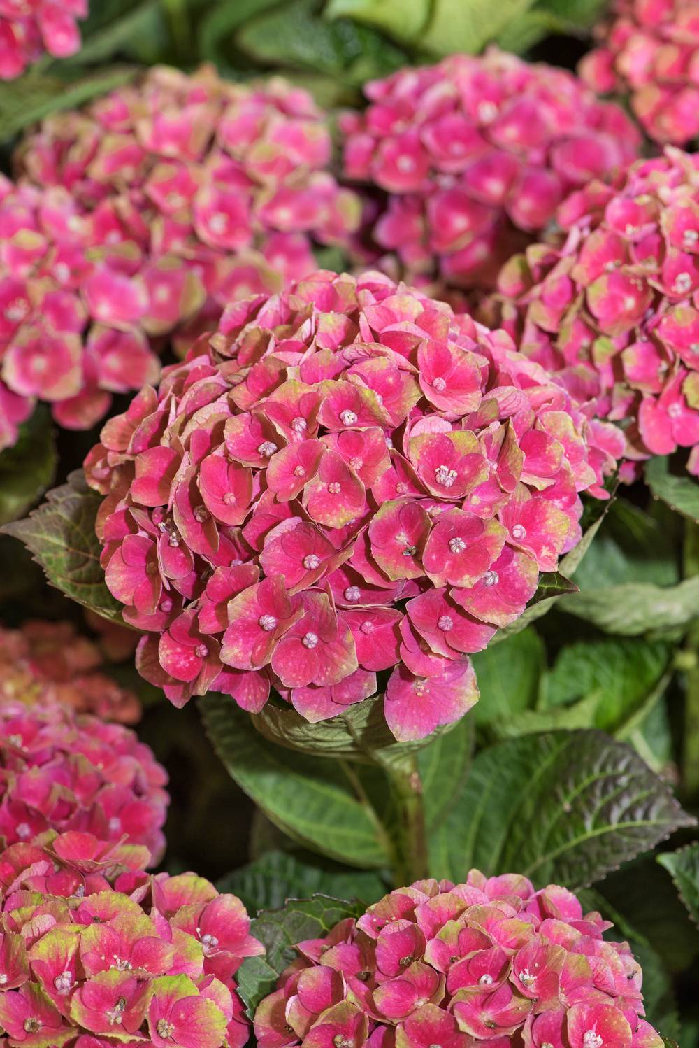 Hydrangea macrophylla 'Magical Amethyst' - Hortensia
