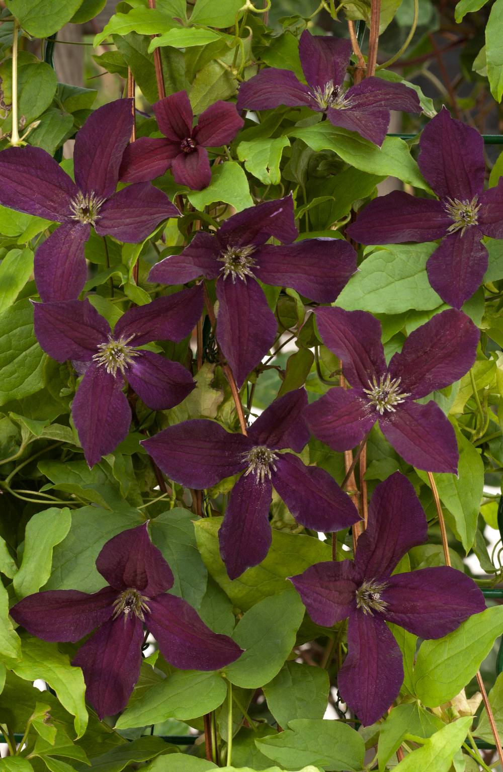 Clématite 'Black Prince' - Clematis