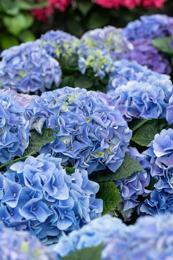 Hydrangea macrophylla 'Early blue'Primeur - Hortensia