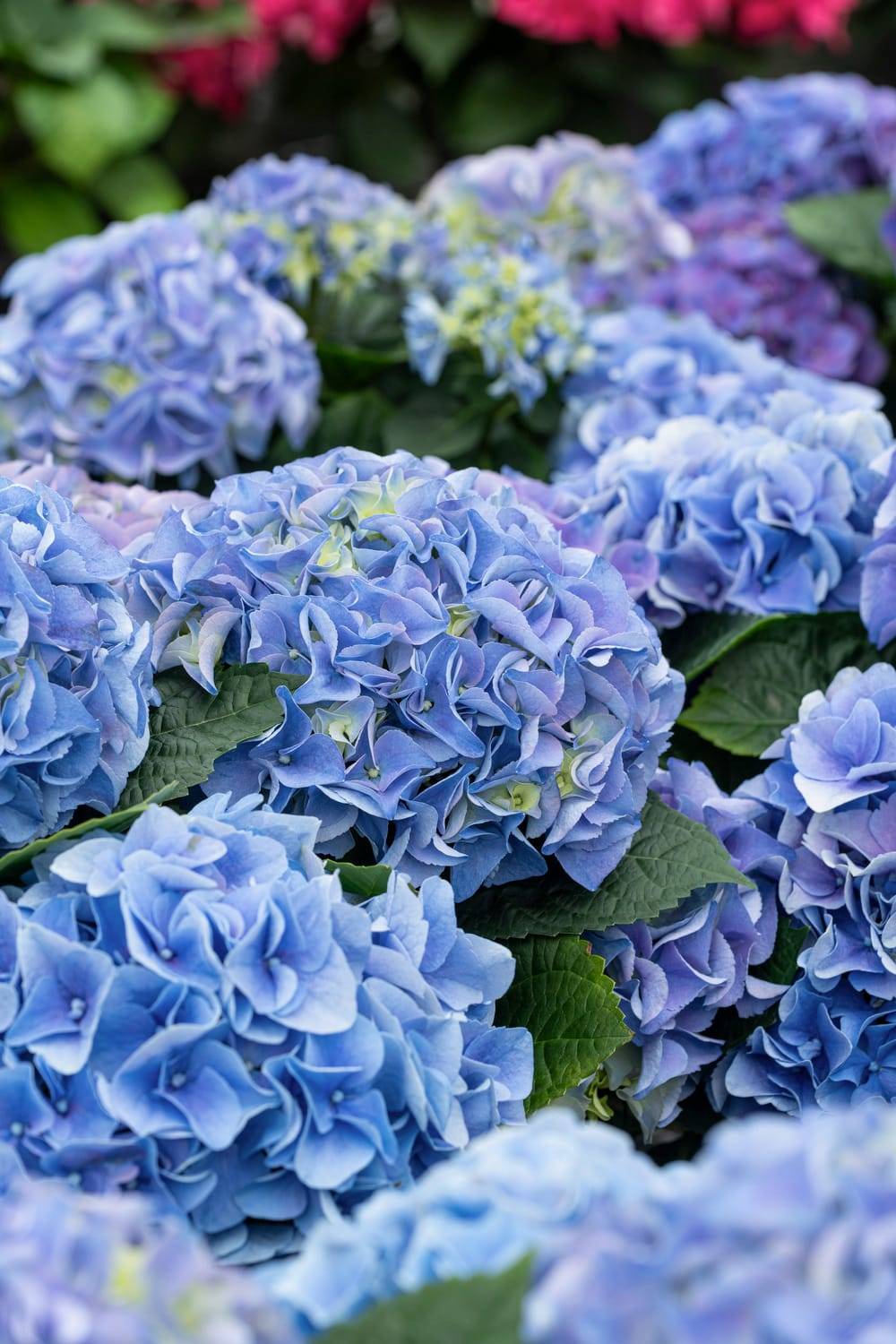 Hydrangea macrophylla 'Early blue'Primeur - Hortensia