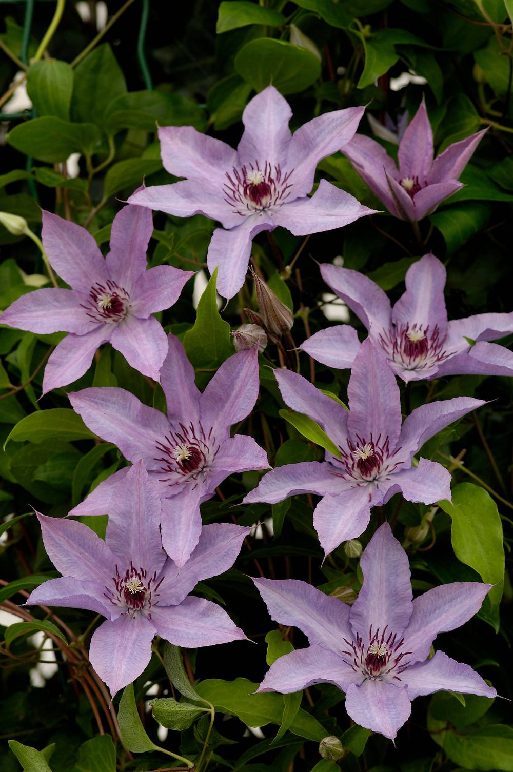 Clématite 'Saphyra Violetta' - Clematis