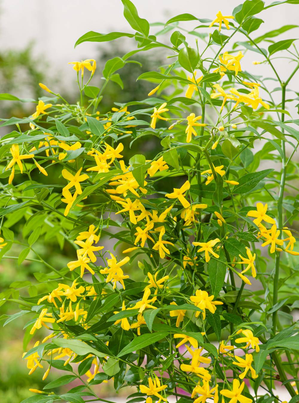 Jasminum humile 'Revolutum' - Jasmin - Pot de 3 litres - Gamm vert