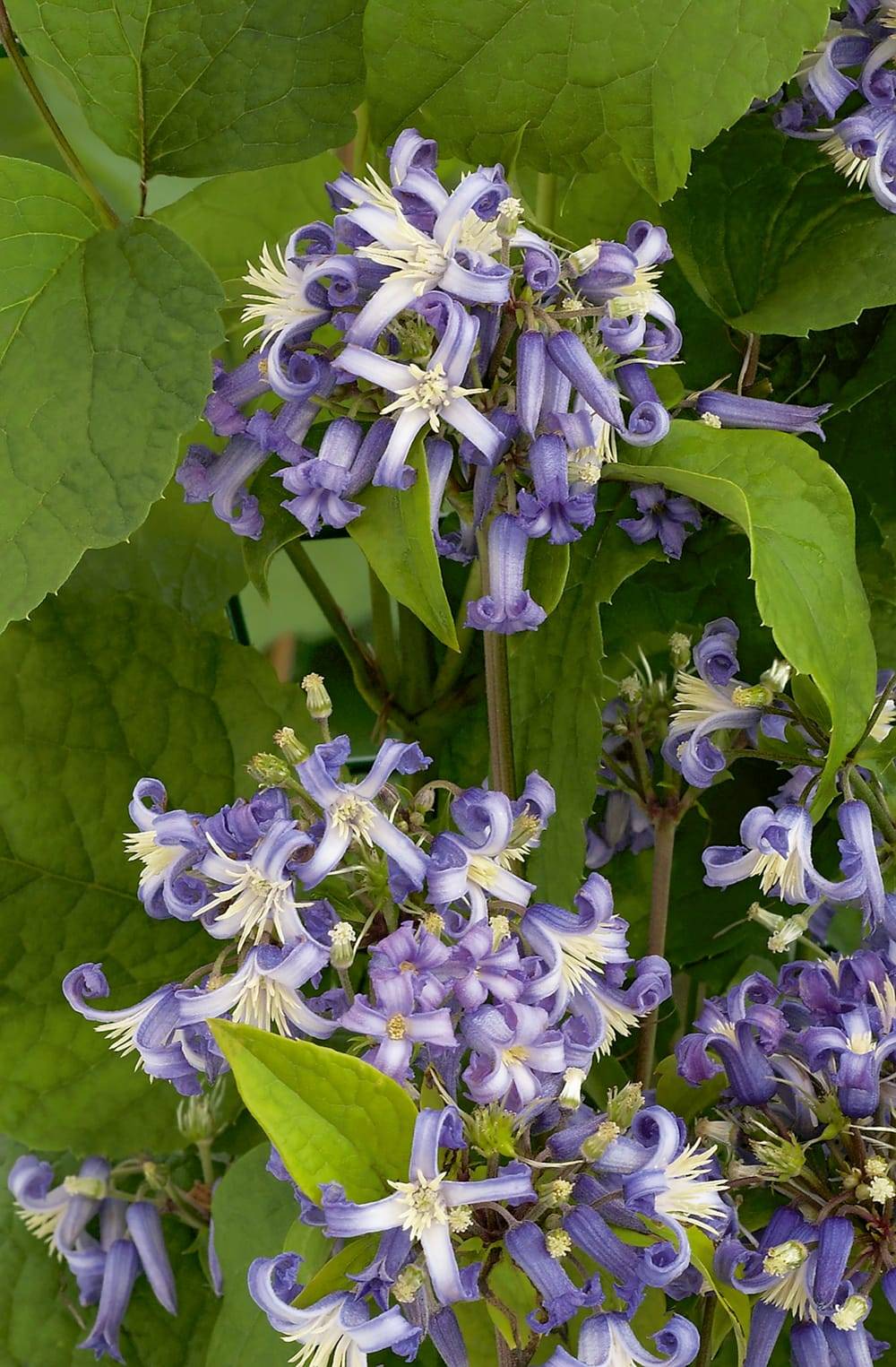 Clématite 'Cote D Azur' - Clematis