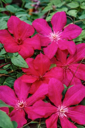 Clématite 'Kardynal Wyszynski' - Clematis
