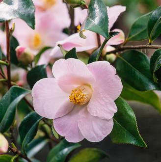 Camellia williamsii 'J.C. Williams' - Camélia du Japon
