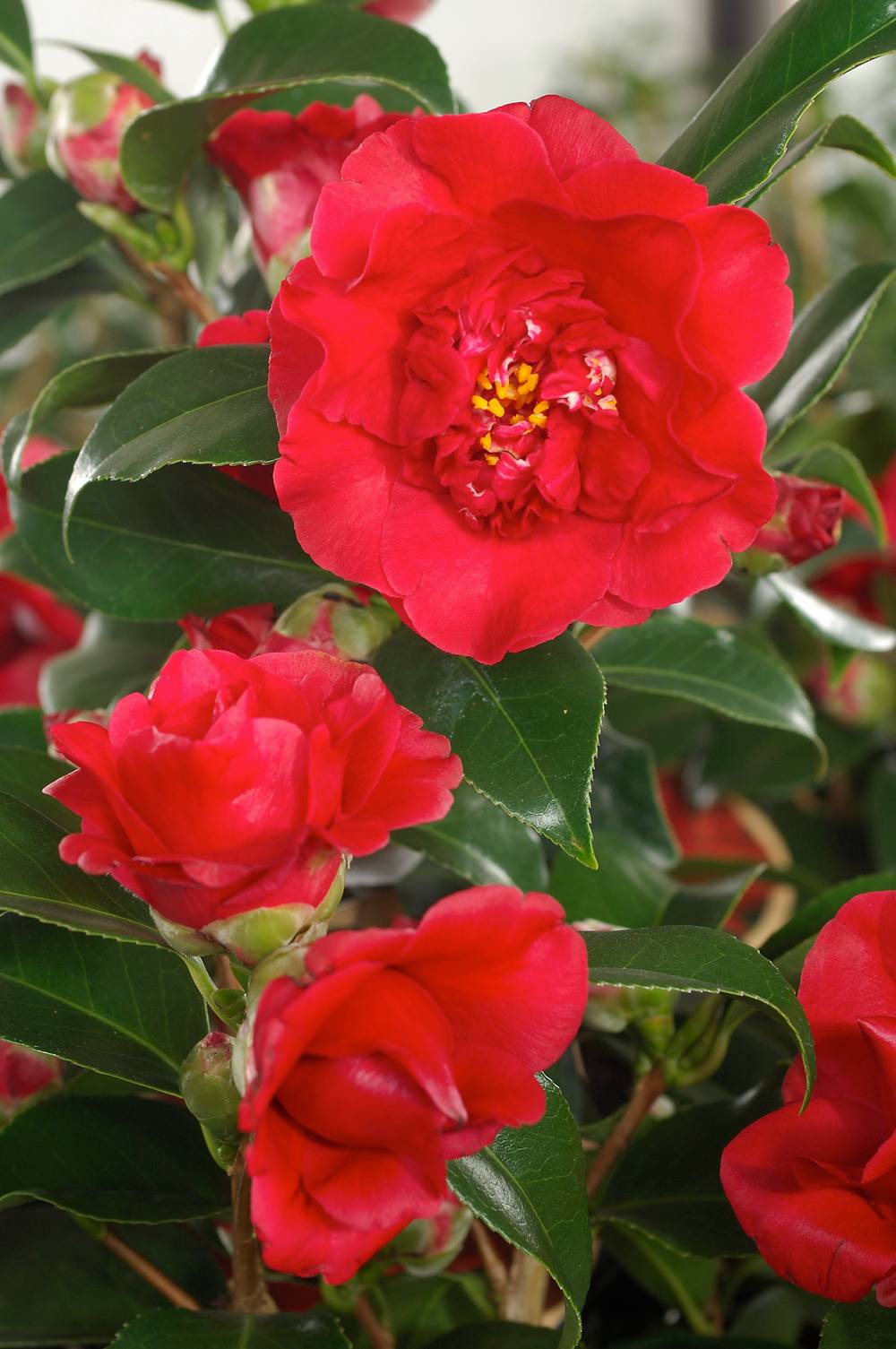 Camellia japonica 'Wild Fire' - Camélia du Japon