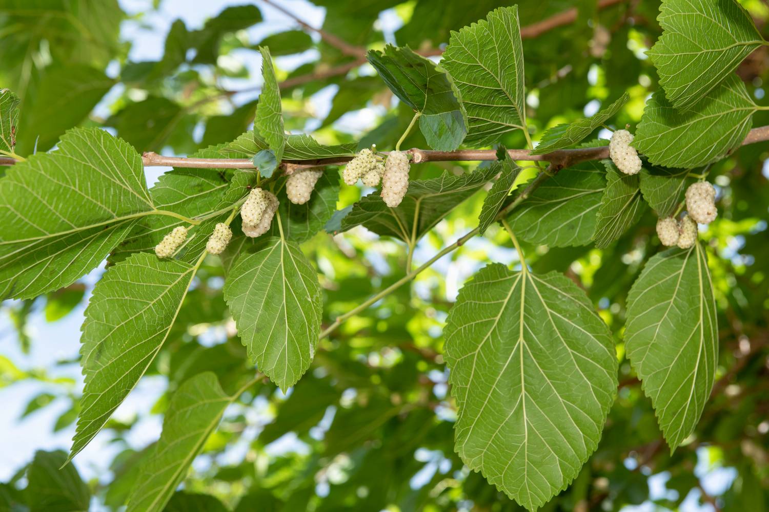 Morus kagayame Bombycis - Mûrier platane