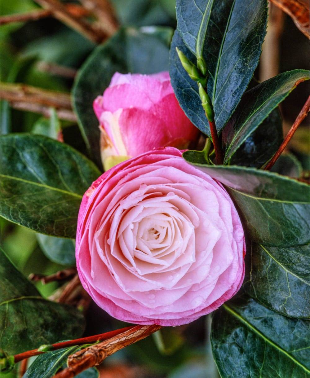 Camellia japonica 'Desire' - Camélia du Japon