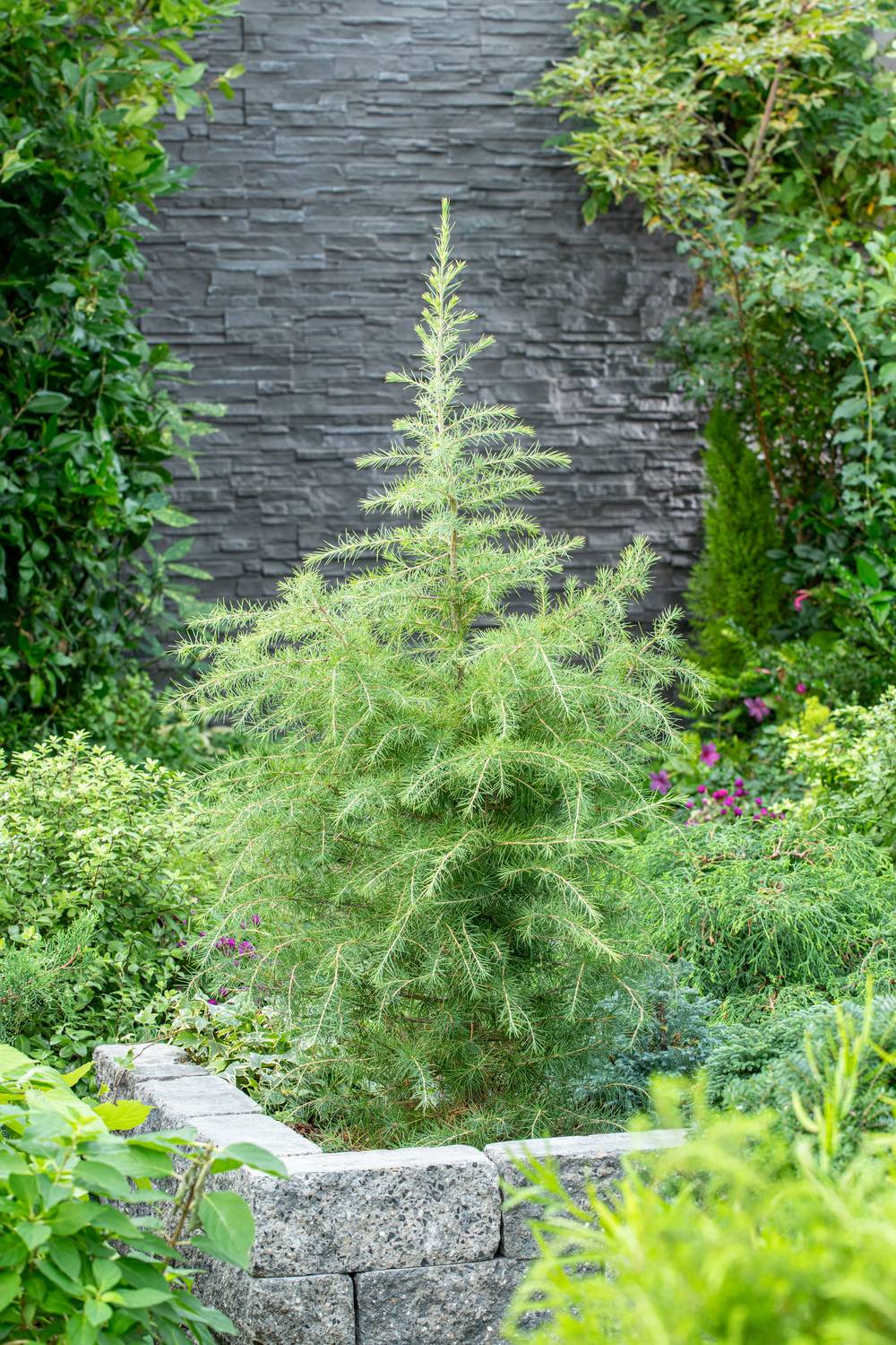 Cedrus deodara 'Aurea' - Cèdre de l'Himalaya