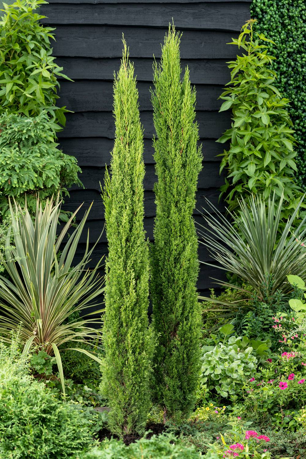Cupressus sempervirens 'Totem' - Cyprès d'Italie