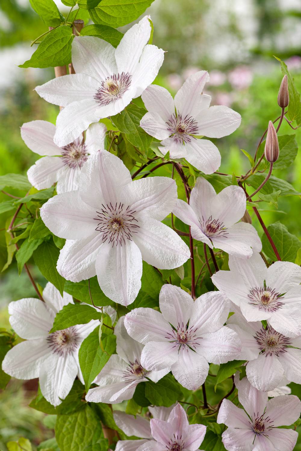 Clématite 'Jean Paul Il' - Clematis