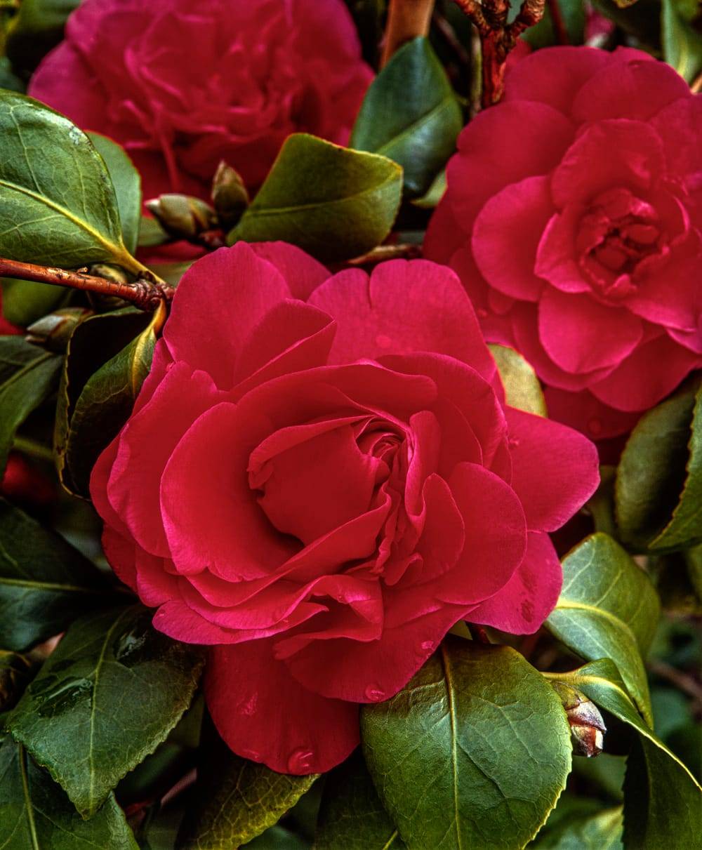 Camellia 'Valley Knudsen' - Camélia du Japon