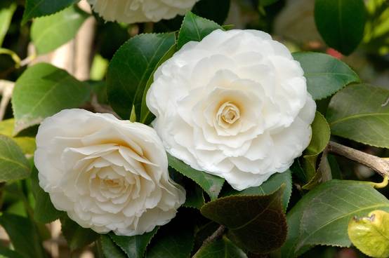 Camellia japonica 'Lavinia Maggi' - Camélia du Japon