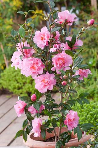 Camellia williamsii 'Dream Boat' - Camélia du Japon
