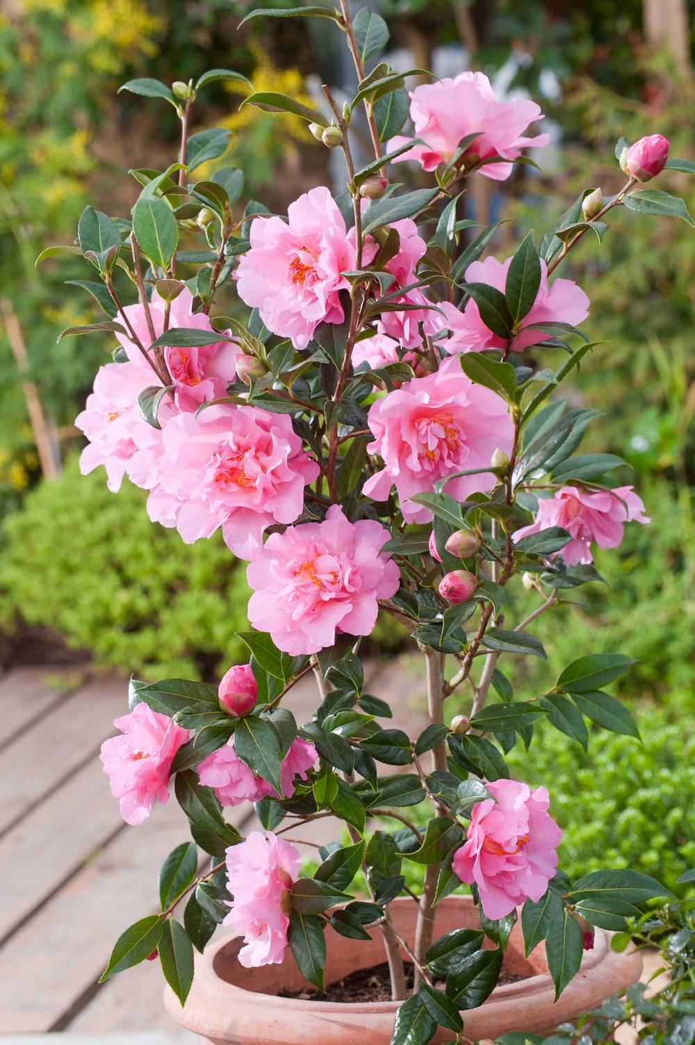 Camellia williamsii 'Dream Boat' - Camélia du Japon