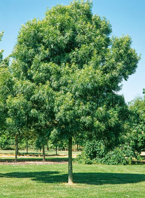 Fraxinus angustifolia 'Raywood' - Frêne à feuilles étroites 'Raywood'